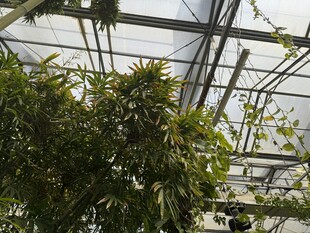 温室中的繁茂绿植