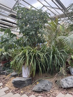 温室中的多样绿植景观