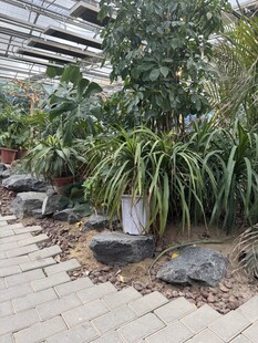 庭院绿植景观与石景搭配