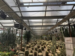 温室中的多样仙人掌景观