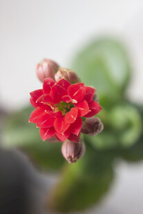 长寿花娇艳红花朵绽放
