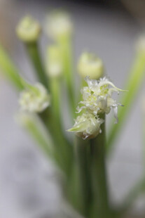 蒜台嫩绿小花植物特写