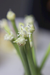 蒜台花
