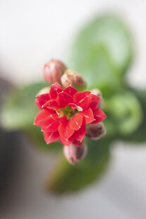 长寿花娇艳红色小花特写