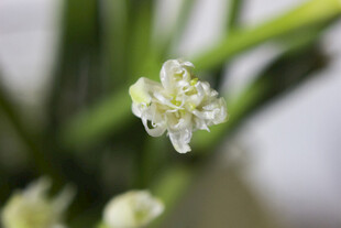 蒜台花
