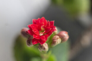长寿花特写