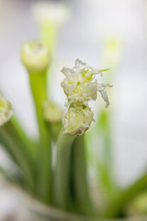 蒜台花