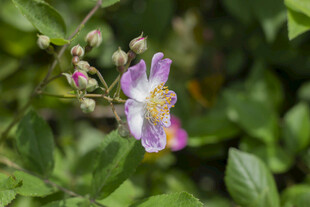 娇艳野蔷薇绽放绿叶间