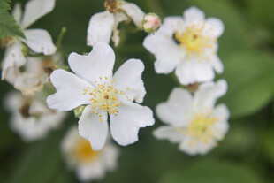 白色野蔷薇花朵特写