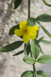 云南黄馨黄色小花绽放绿叶间