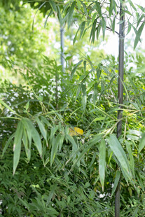 翠绿竹子与繁茂绿植景色