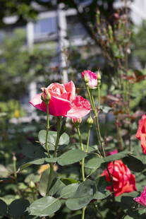 月季花