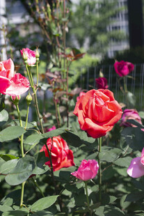 多彩娇艳的盛开玫瑰花