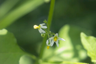 龙葵花朵特写