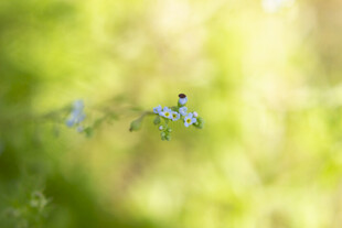 附地菜蓝色小花