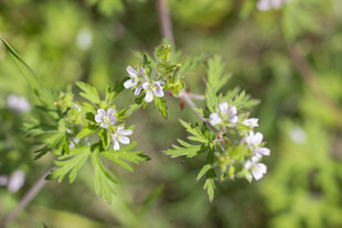 老鹳草清新小白花