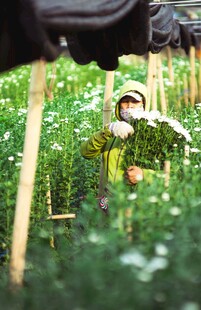 竹林中觅食的美丽白鹇鸟