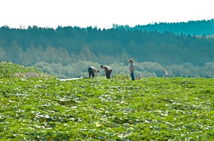 田野间的二人漫步景象