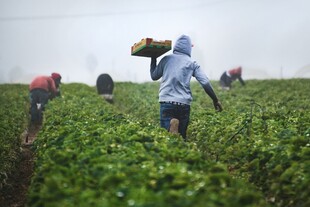 雨中茶园劳作的辛勤身影