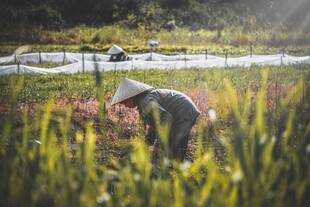 田间劳作的农人