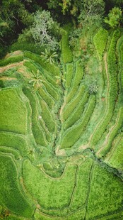 翠绿梯田美景