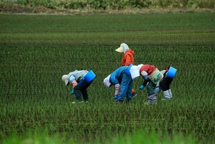 田间农民辛勤插秧劳作