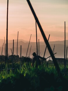 夕阳下的田野劳作景象