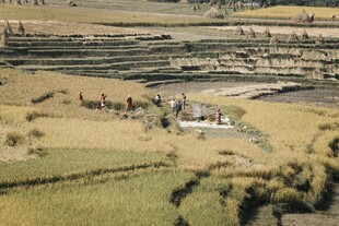 广袤田野中的乡村景致