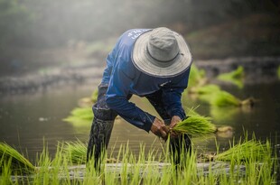 农民水田插秧劳作场景