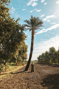 田野中的挺拔棕榈树