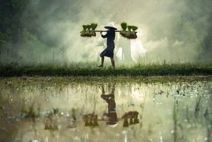 雨中挑担的辛勤劳动者