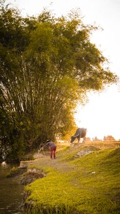 夕阳下的绿意河畔风景