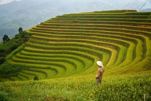 梯田美景中的劳作身影