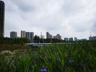 城市边缘的绿植与高楼景观