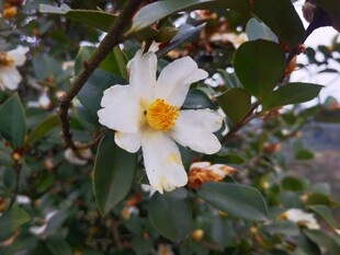白色山茶花绽放枝头