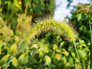 弯曲的狗尾草