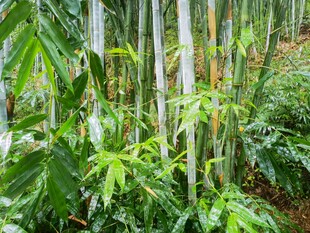 翠绿竹林