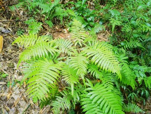 翠绿蕨类植物生长于林间