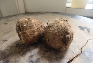 两个带泥的新鲜芋头