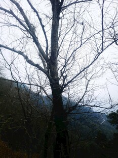 冬日枯树与远山景色