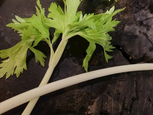 新鲜嫩绿芹菜特写