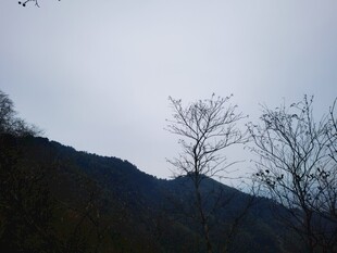 山间枯树与朦胧天色