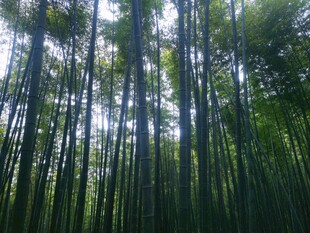 翠绿竹林