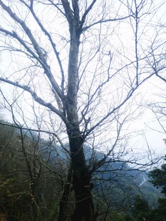 冬日孤树