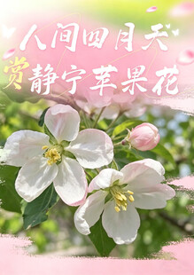 静宁苹果花