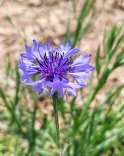 矢车菊