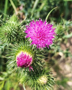 蓟花