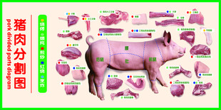 猪肉分割图