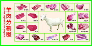 羊肉分割图