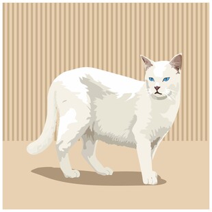 站立的白色猫咪